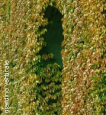 Immagine esempio di giardino verticale